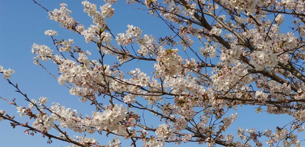 深谷市萬福寺桜